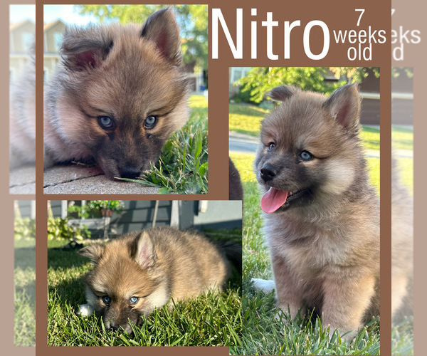 Medium Photo #8  Breeder Profile in DE SOTO, KS, USA