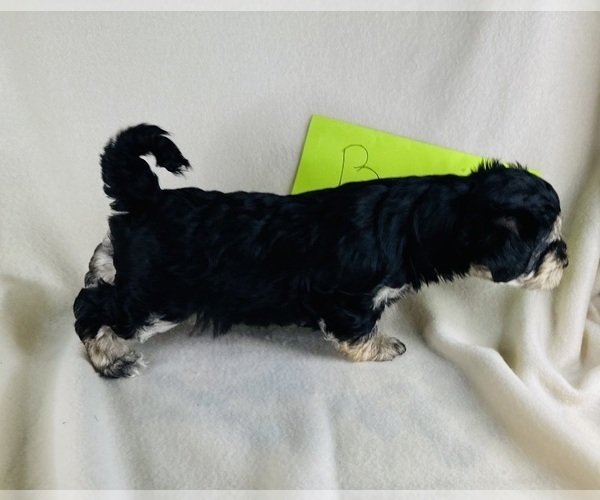 Medium Photo #10  Breeder Profile in ROCK HILL, SC, USA