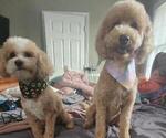 Small breeder photo