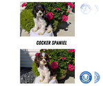Small #12 Breeder Profile image