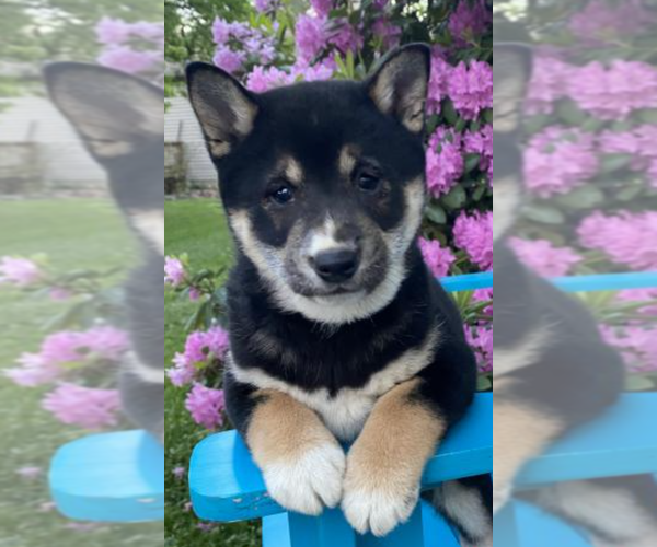 Medium Photo #1  Breeder Profile in CAMDENTON, MO, USA