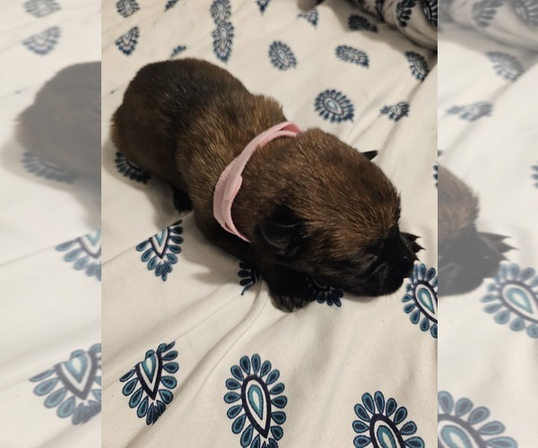 Medium Photo #20  Breeder Profile in SHICKSHINNY, PA, USA