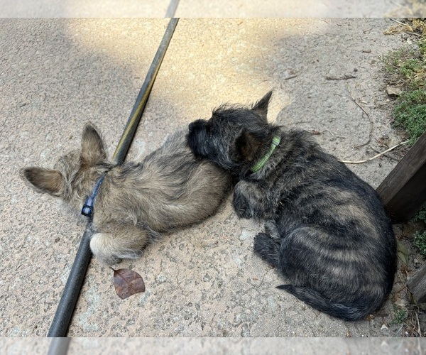 Medium Photo #14  Breeder Profile in FAIR OAKS, CA, USA
