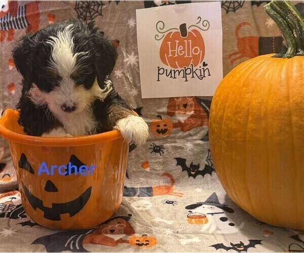 Medium Photo #7  Breeder Profile in KINGSPORT, TN, USA