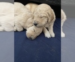 Small breeder photo