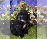 Small breeder photo