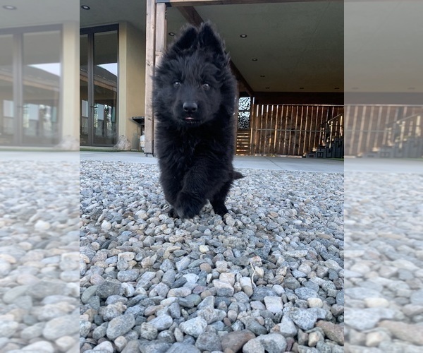 Medium Photo #175  Breeder Profile in PINON HILLS, CA, USA