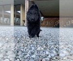 Small #174 Breeder Profile image