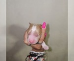 Small #10 Breeder Profile image