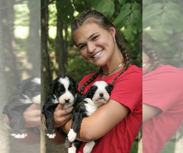 Medium Photo #1  Breeder Profile in MARSHALLVILLE, OH, USA