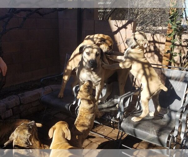 Medium Photo #1  Breeder Profile in ALBUQUERQUE, NM, USA