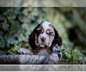 Cocker Spaniel Dog Breeder near VISTA, CA, USA