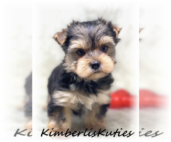 Medium Photo #3  Breeder Profile in LIPAN, TX, USA