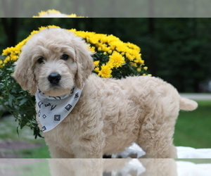 English Cream Golden Retriever-Poodle (Standard) Mix Dog Breeder near TIMBERLAKE, NC, USA