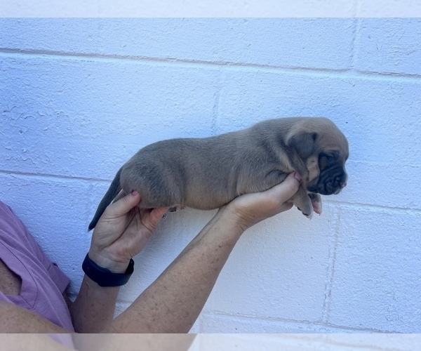 Medium Photo #8  Breeder Profile in GOSHEN, KY, USA