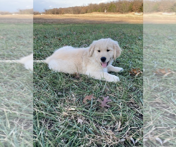 Medium Photo #45  Breeder Profile in FREDONIA, KS, USA