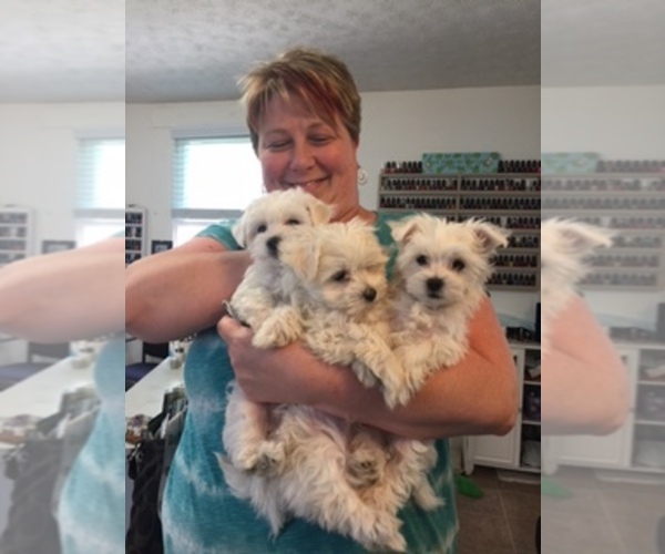 Medium Photo #1  Breeder Profile in CHILLICOTHE, OH, USA