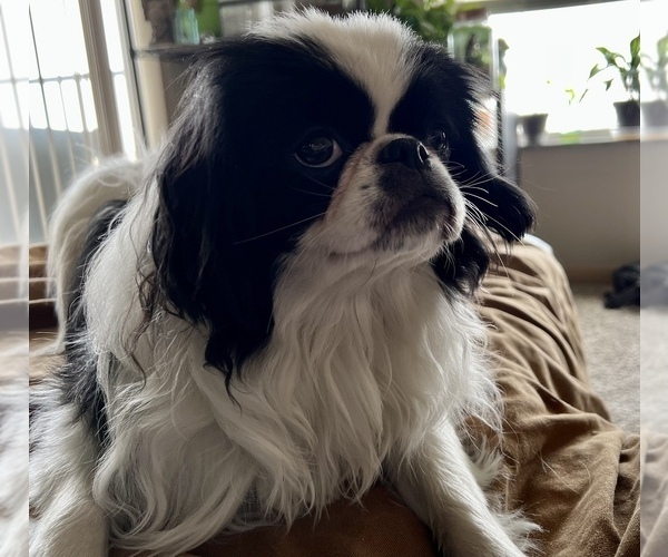 Medium Photo #1  Breeder Profile in RAPID CITY, SD, USA