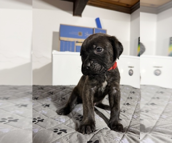 Medium Photo #14  Breeder Profile in LAURINBURG, NC, USA