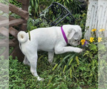 Small #1 Breeder Profile image