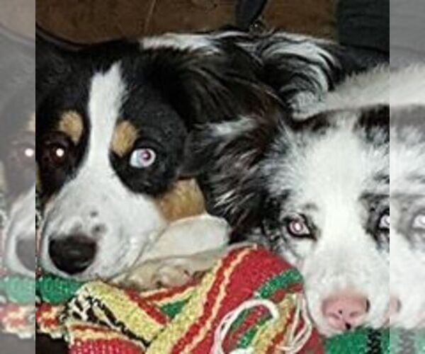 Medium Photo #1  Breeder Profile in NEW WAVERLY, TX, USA