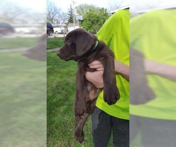 Medium Photo #1  Breeder Profile in AFTON, IA, USA