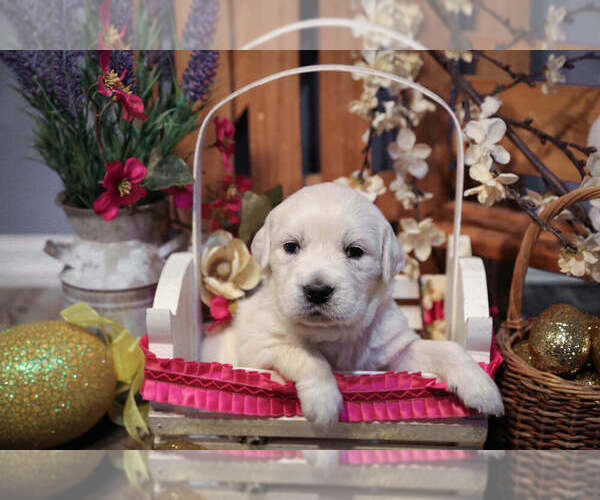 Medium Photo #44  Breeder Profile in URBANA, OH, USA