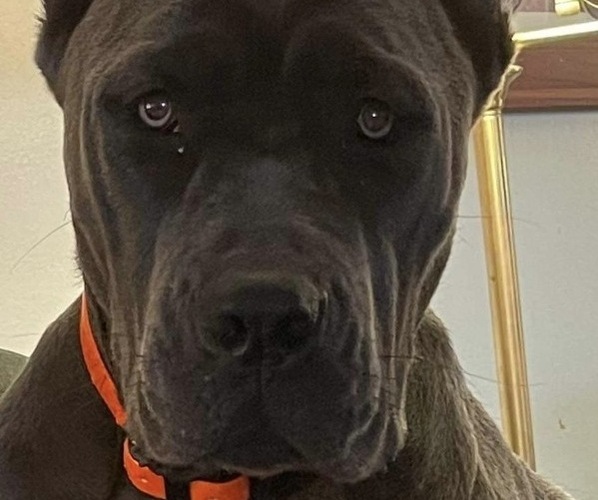 Medium Photo #11  Breeder Profile in DAYTON, TX, USA