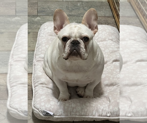 Medium Photo #16  Breeder Profile in CAPE CORAL, FL, USA