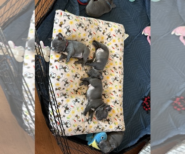 Medium Photo #9  Breeder Profile in STERLING, VA, USA