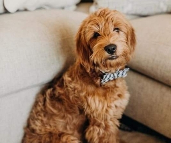 Medium Photo #1  Breeder Profile in BUTTERFIELD, MO, USA
