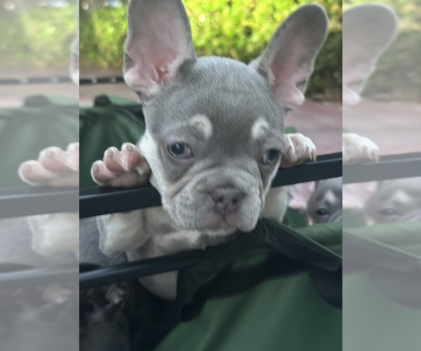 Medium Photo #3  Breeder Profile in MIAMI, FL, USA