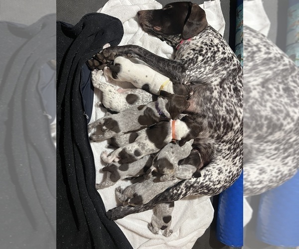 Medium Photo #1  Breeder Profile in MARYSVILLE, WA, USA