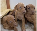 Small breeder photo
