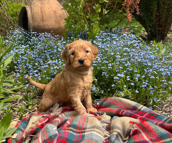 Medium Photo #1  Breeder Profile in STRASBURG, PA, USA
