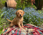 Small breeder photo