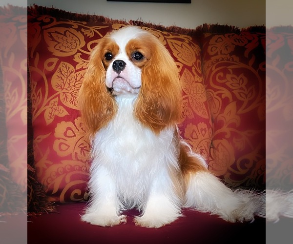 Medium Photo #11  Breeder Profile in MIAMI, FL, USA