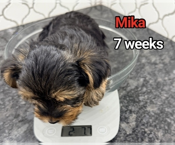 Medium Photo #3  Breeder Profile in CLIFTON, NJ, USA