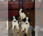 Small #2 Breeder Profile image