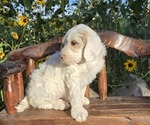 Small #6 Breeder Profile image