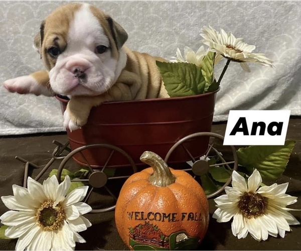 Medium Photo #1  Breeder Profile in BEACHWOOD, NJ, USA