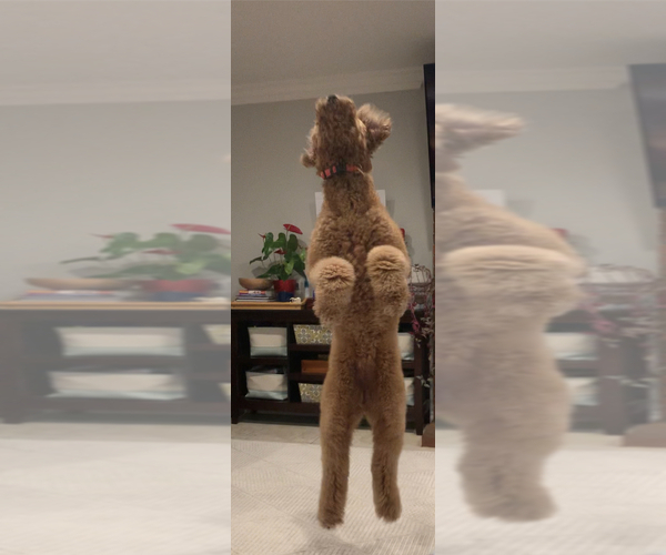 Medium Photo #29  Breeder Profile in HUNTINGTON BEACH, CA, USA