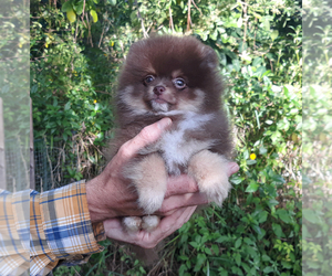 Pomeranian Dog Breeder near WEST PALM BEACH, FL, USA
