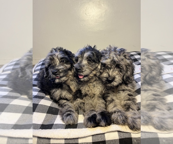 Medium Photo #1  Breeder Profile in LAS VEGAS, NV, USA