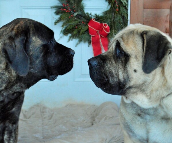 Medium Photo #1  Breeder Profile in CADILLAC, MI, USA