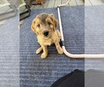Small #13 Breeder Profile image