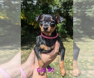 Miniature Pinscher Dog Breeder near WILLIAMSTOWN, WV, USA