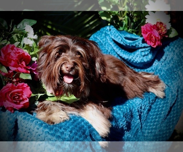 Medium Photo #2  Breeder Profile in HOLIDAY, FL, USA