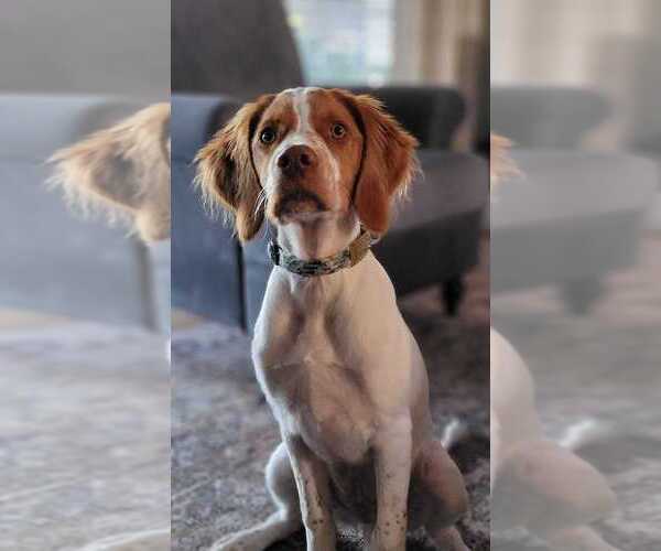 Medium Photo #9  Breeder Profile in HORTENSE, GA, USA