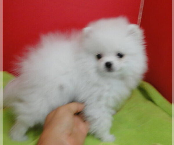 Medium Photo #1  Breeder Profile in GREENVILLE, GA, USA